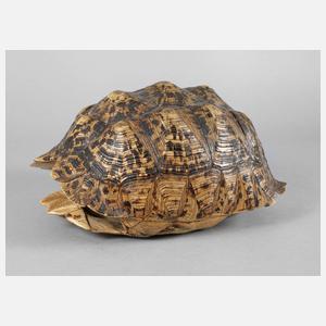 Panzer einer afrikanischen Waldschildkröte