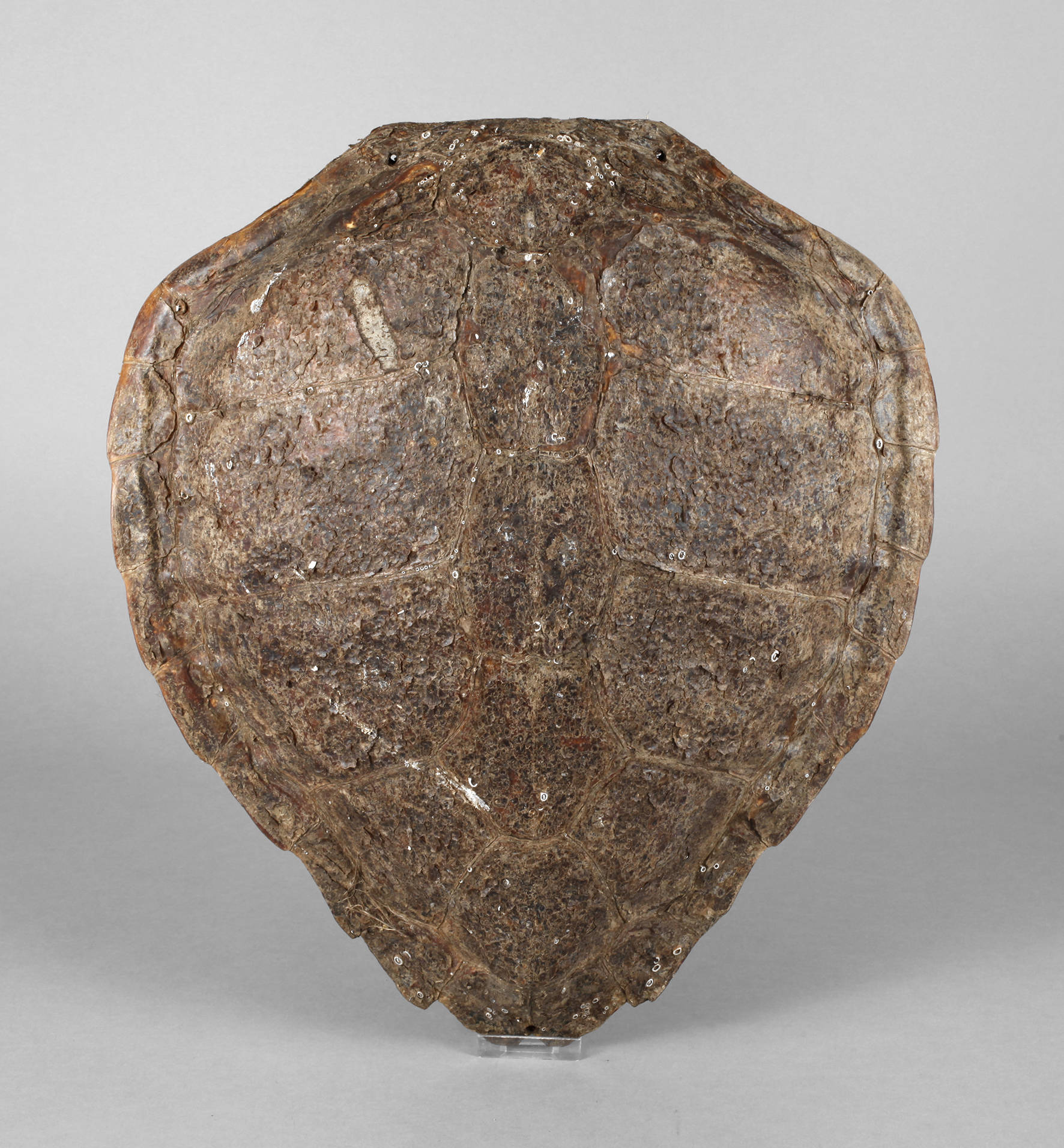 Rückenpanzer einer Seeschildkröte