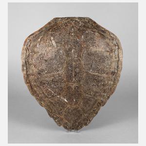 Rückenpanzer einer Seeschildkröte