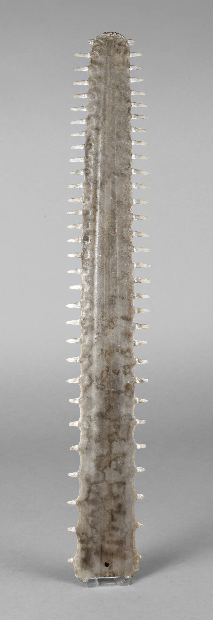 Rostrum des kleinen Sägerochens