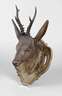Geschnitzte Jagdtrophäe