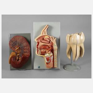 Drei Anschauungsmodelle