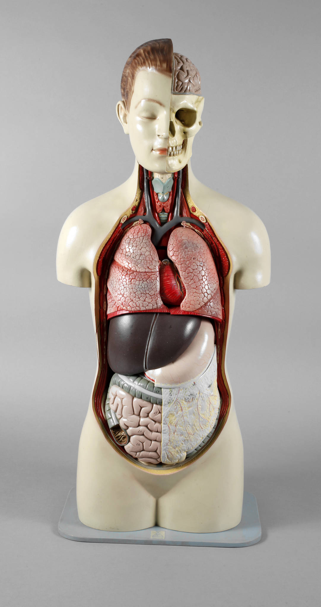 Medizinisches Anschauungsobjekt