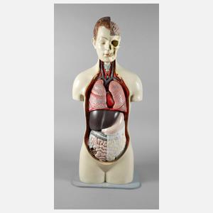 Medizinisches Anschauungsobjekt