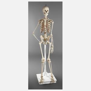 Medizinisches Anschauungsmodell