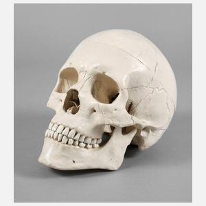 Schädelmodell