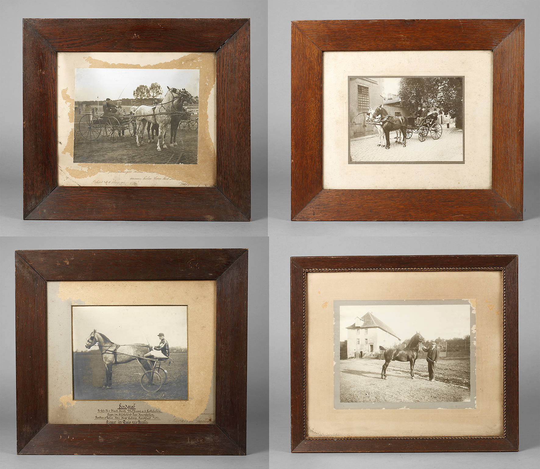 Vier Pferdefotografien