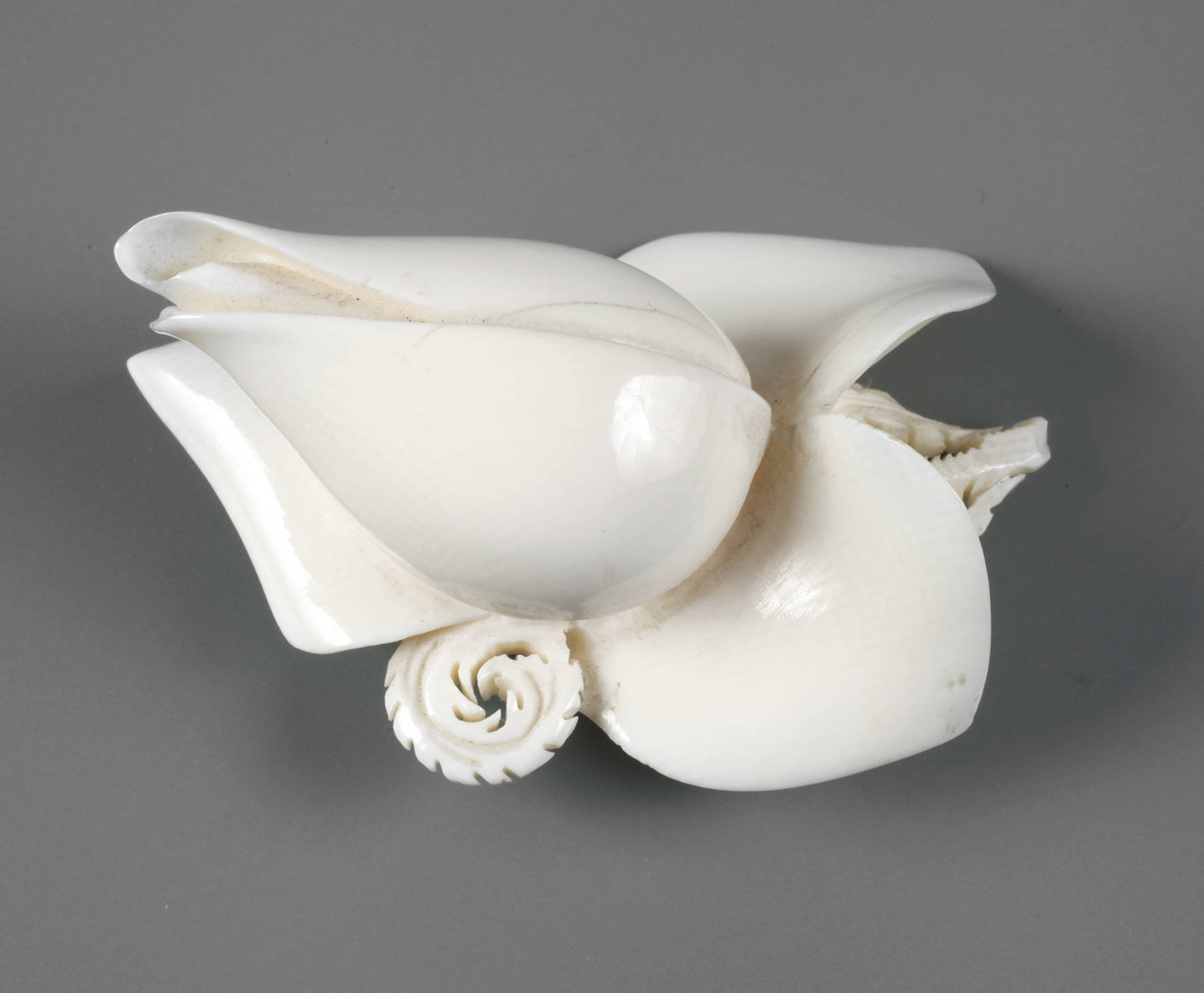 Rosenblüte Elfenbein