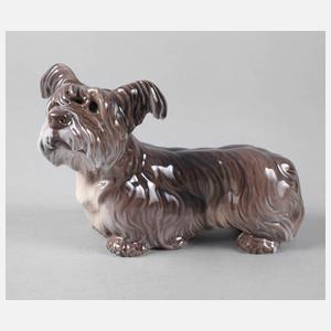 Copenhagen Skye-Terrier