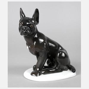 Fraureuth französische Bulldogge