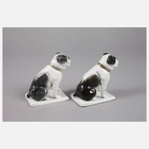 Fraureuth zwei englische Bulldoggen