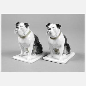 Fraureuth zwei englische Bulldoggen