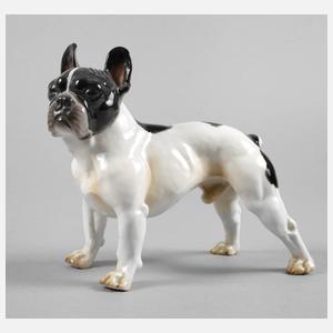 Nymphenburg französische Bulldogge