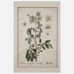 Nikolaus Friedrich Eisenberger, Vier Pflanzendarstellungen