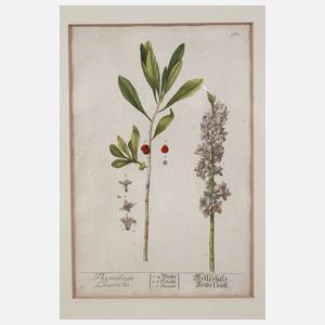 Nikolaus Friedrich Eisenberger, Vier Pflanzendarstellungen