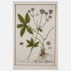 Nikolaus Friedrich Eisenberger, Vier Pflanzendarstellungen