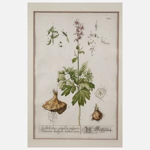 Nikolaus Friedrich Eisenberger, Vier Pflanzendarstellungen