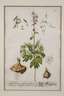Nikolaus Friedrich Eisenberger, Vier Pflanzendarstellungen