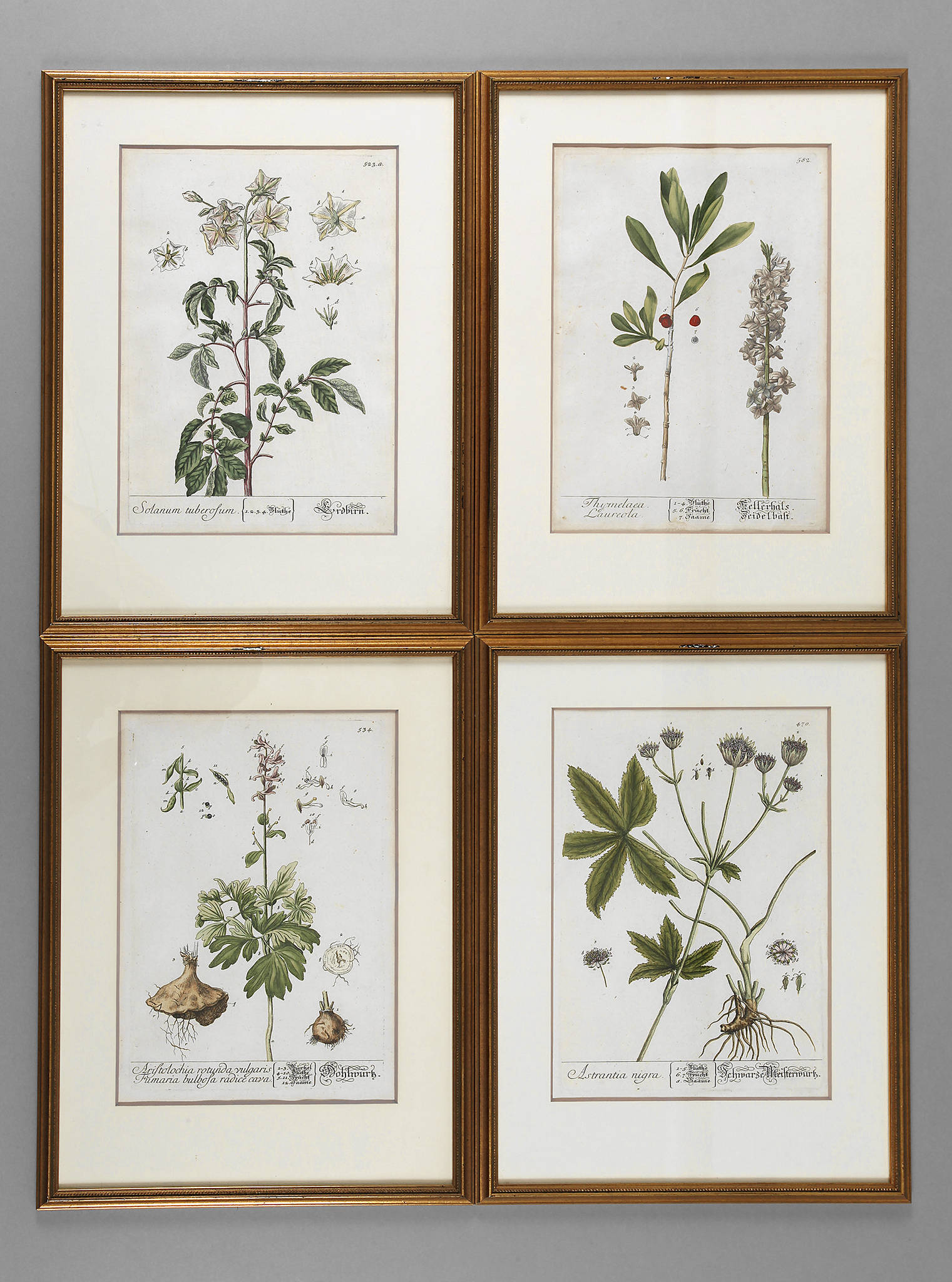 Nikolaus Friedrich Eisenberger, Vier Pflanzendarstellungen