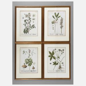 Nikolaus Friedrich Eisenberger, Vier Pflanzendarstellungen