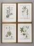 Nikolaus Friedrich Eisenberger, Vier Pflanzendarstellungen