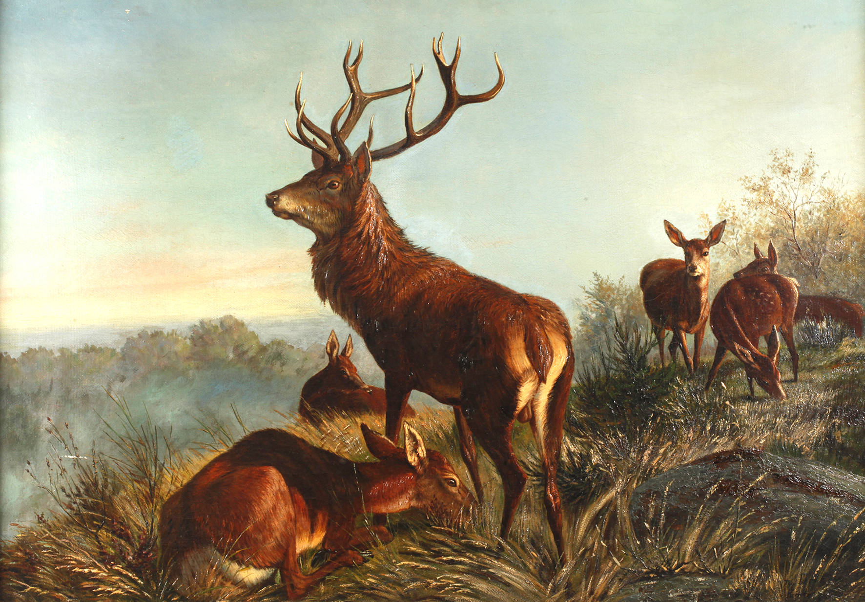 Rotwildrudel im Morgengrauen