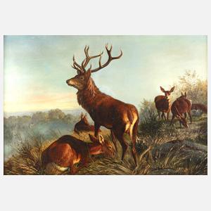 Rotwildrudel im Morgengrauen