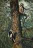 Wilhelm Behr, Buntspechte am Baum