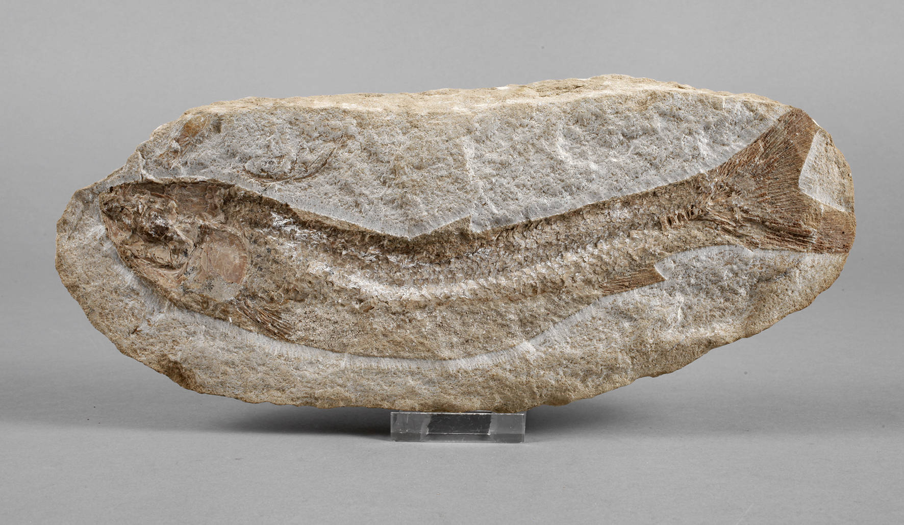 Versteinerter heringsartiger Fisch