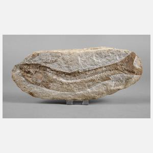 Versteinerter heringsartiger Fisch