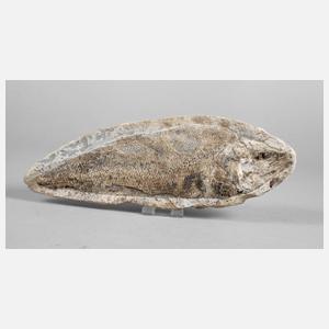Versteinerter Fisch