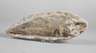 Versteinerter Fisch
