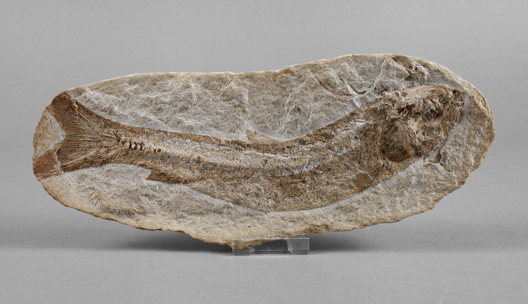 Versteinerter heringsartiger Fisch