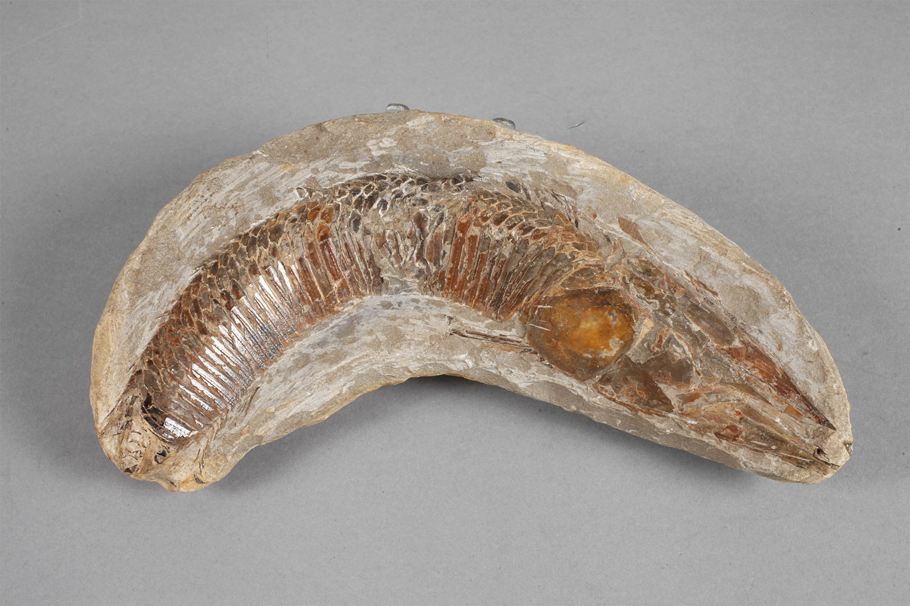 Versteinerter Knochenfisch