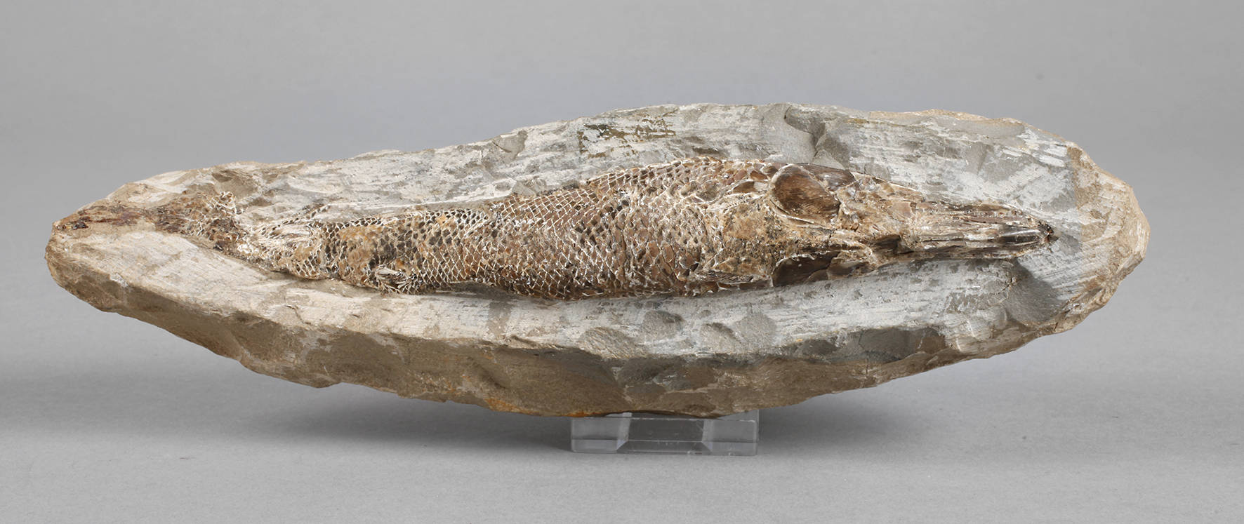 Versteinerter Knochenfisch