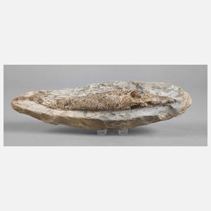 Versteinerter Knochenfisch