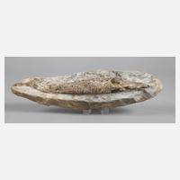 Versteinerter Knochenfisch111