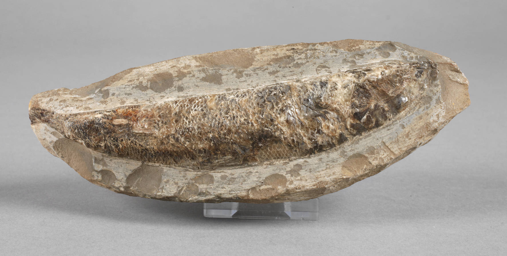 Versteinerter Knochenfisch