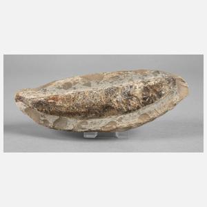 Versteinerter Knochenfisch