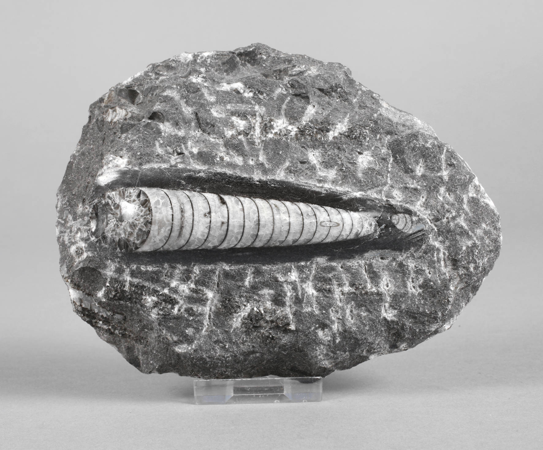 Versteinerung Belemnit