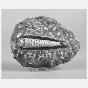 Versteinerung Belemnit