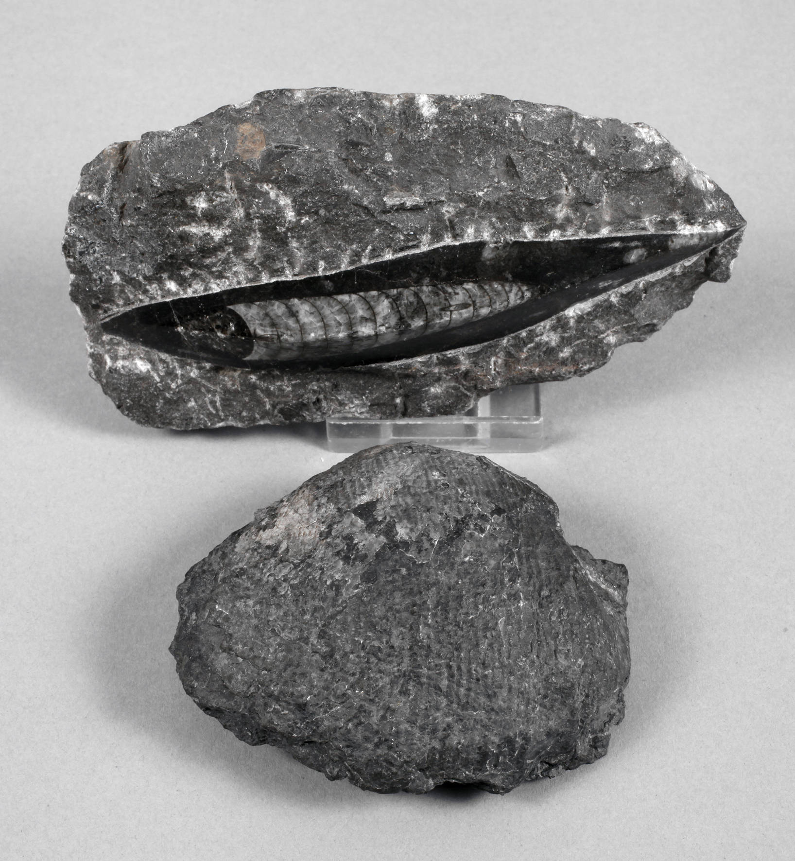 Versteinerung Belemnit