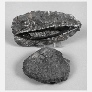 Versteinerung Belemnit