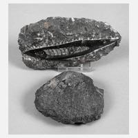 Versteinerung Belemnit111