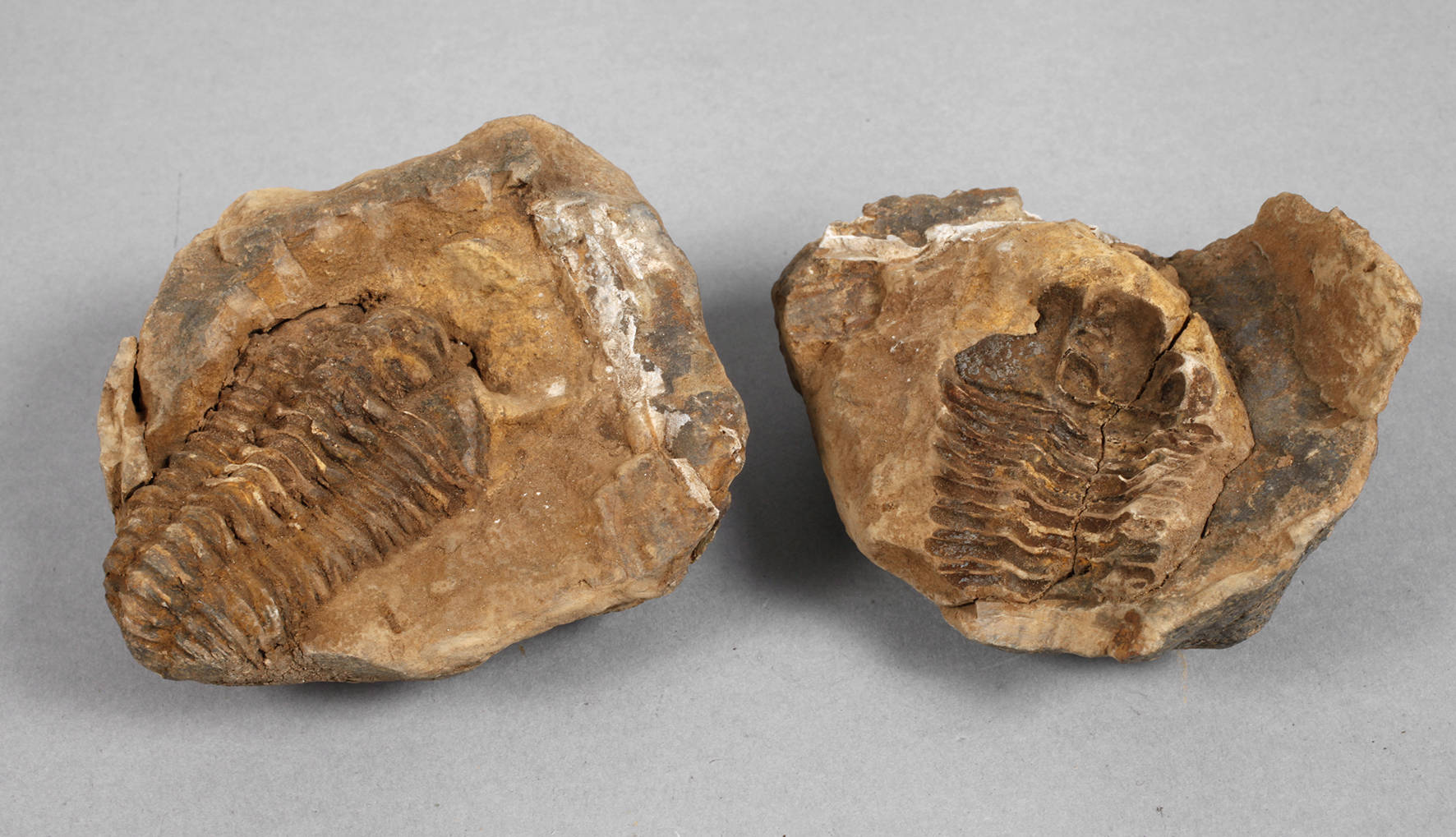 Versteinerung Trilobit