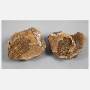 Versteinerung Trilobit