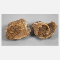Versteinerung Trilobit111