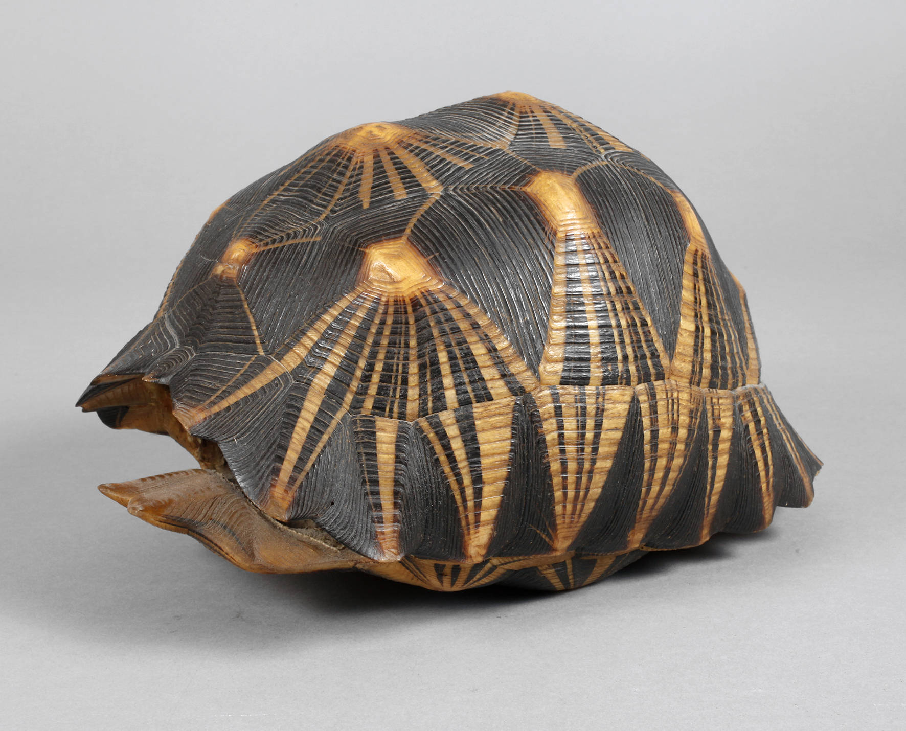 Südafrikanischer Steinschildkrötenpanzer