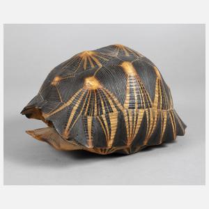 Südafrikanischer Steinschildkrötenpanzer