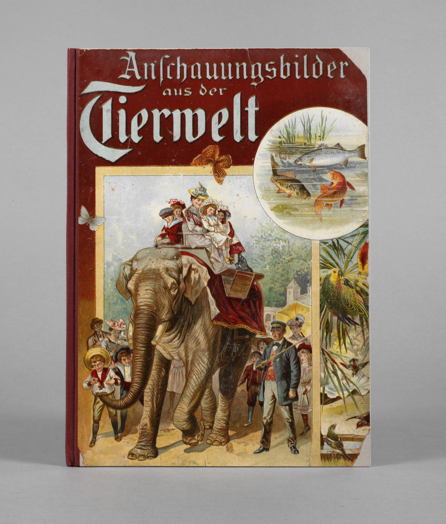 Anschauungsbilder aus der Tierwelt